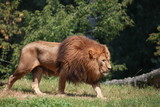 Lion walking in zoo enclosure
