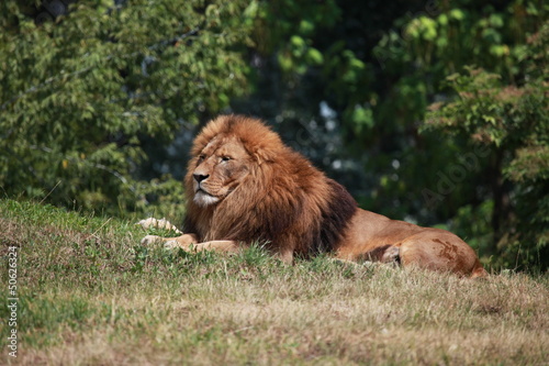 Lion resting on ground