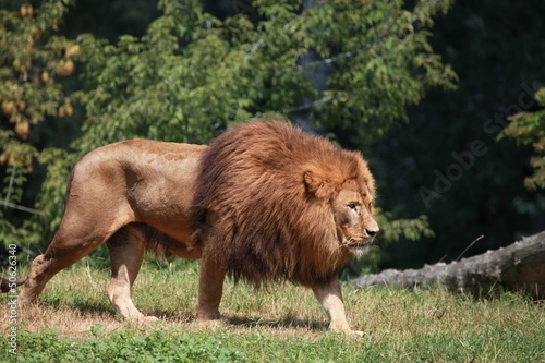 Lion walking in zoo enclosure
