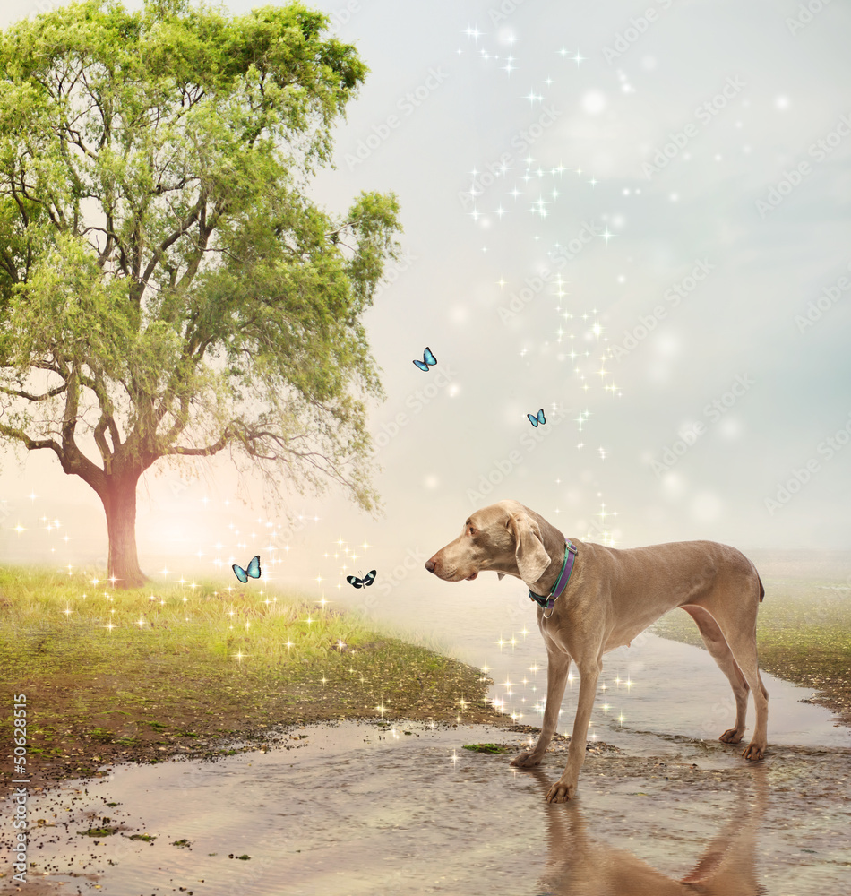 Dog and butterfies at a magical brook Dog and butterfies at a magical brook