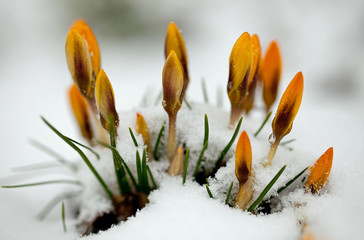 Wandcirkels Krokussen Gele krokus in besneeuwde tuin  © Skowron