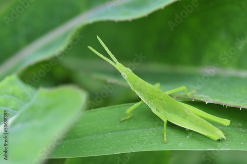 A orthoptera insects