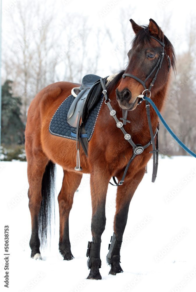 horse with a saddle horse with a saddle