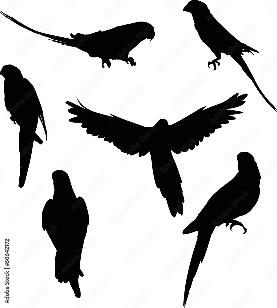 Obraz premium six parrot silhouettes collection