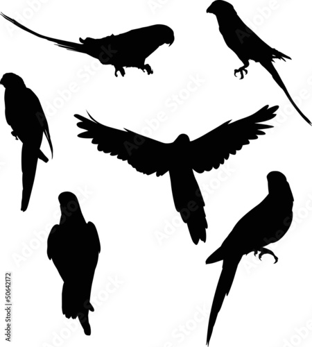 six parrot silhouettes collection