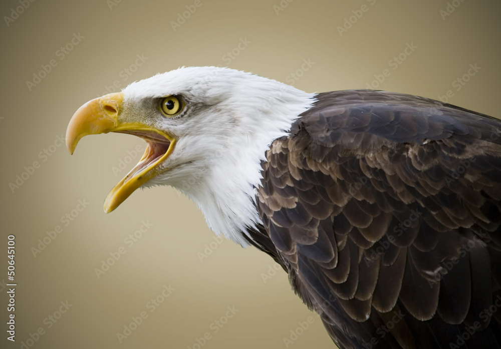 Obraz premium Picture of a beautiful bald eagle isolated on a brown background