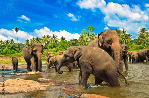 Elephant group in the river