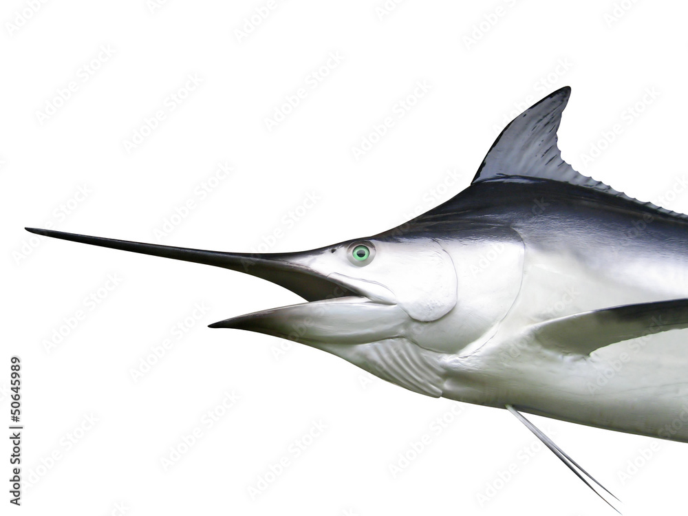 Fototapeta premium Marlin - Swordfish