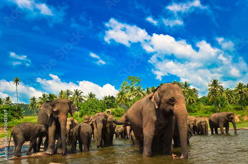 Photography Elephants in the river