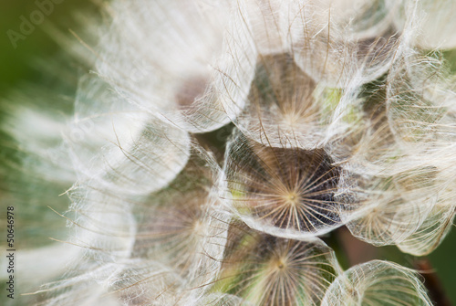 Dandelion with seeds