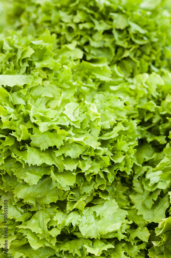 Fresh green salad Fresh green salad