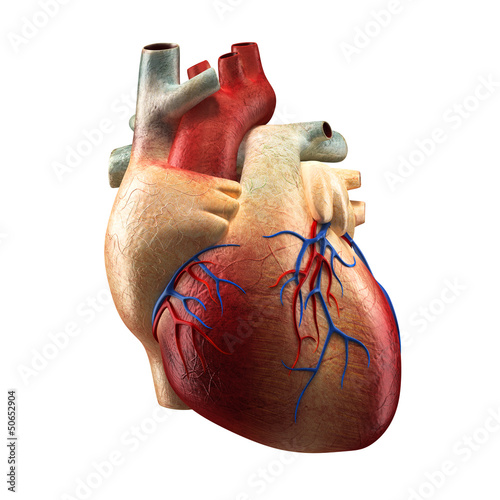 Real Heart Isolated on white - Human Anatomy model