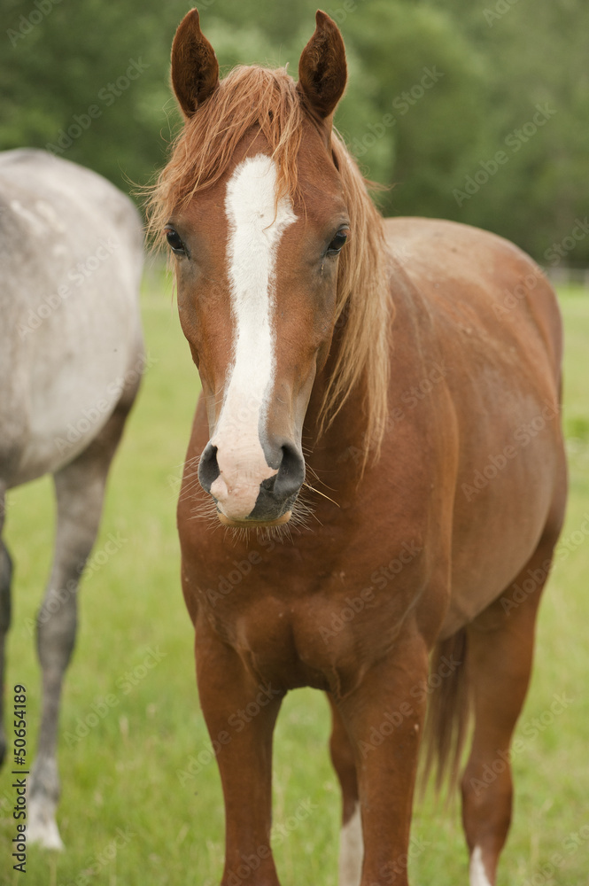 horses