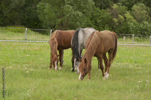 horses