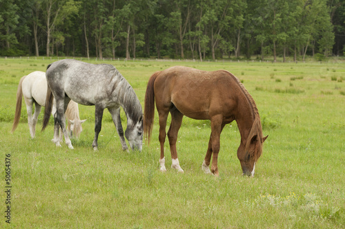 horses