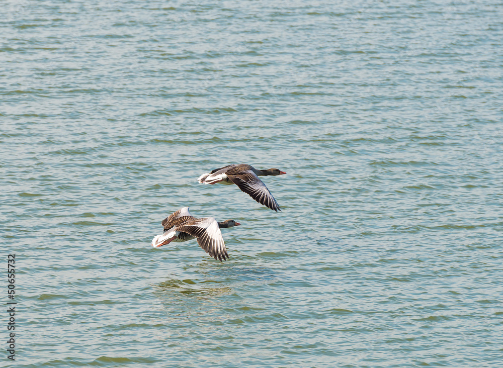Fototapeta premium Two geese flying over a lake in winter