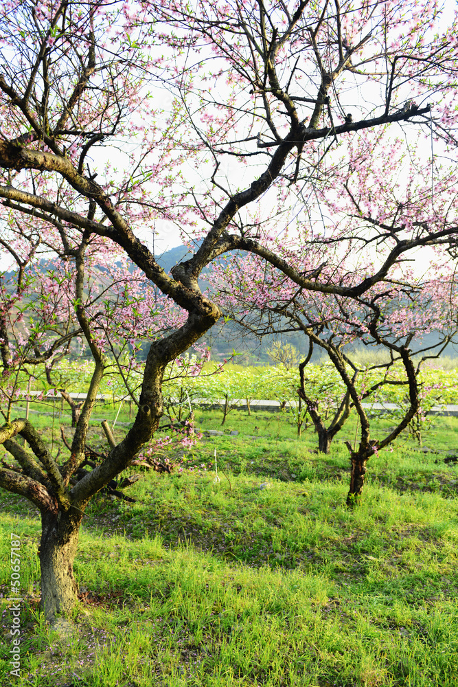 peach blossom bloom in an orchard peach blossom bloom in an orchard