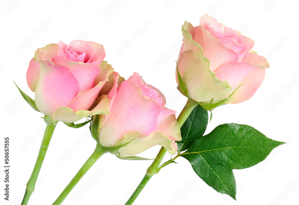 Three wet pink roses