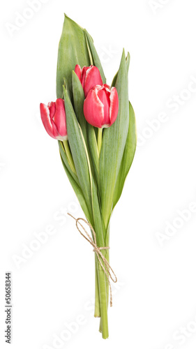 three beautiful tulips