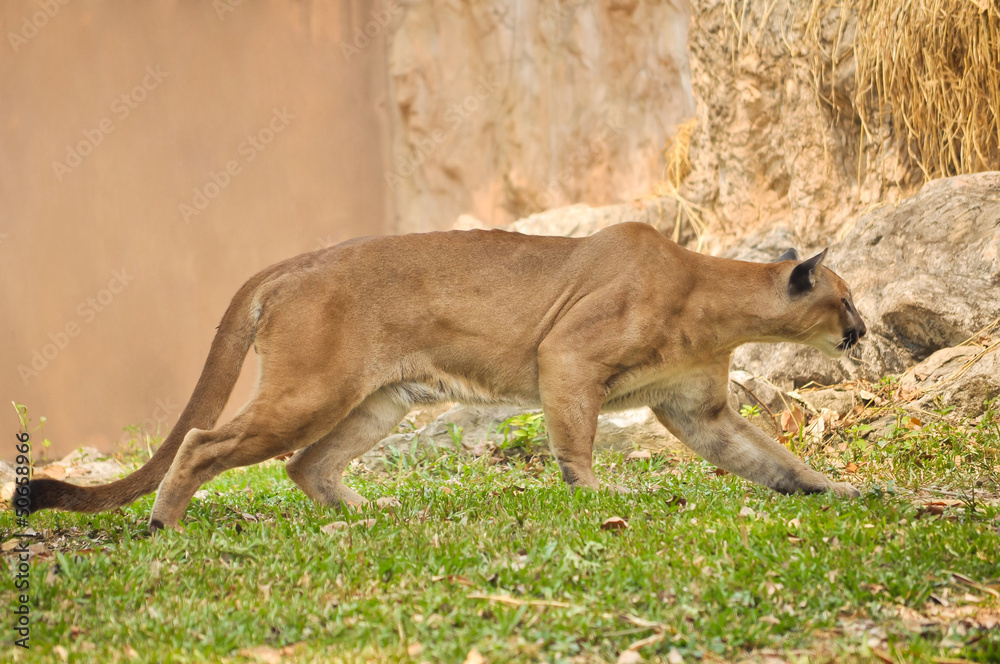 Fototapeta premium cougar