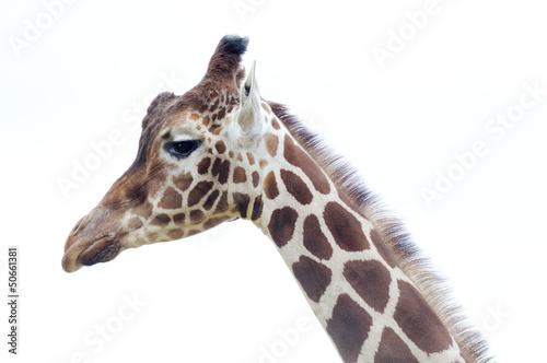 Giraffe head © kmwphotography