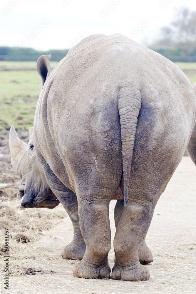 Naklejka premium Rhino Rear