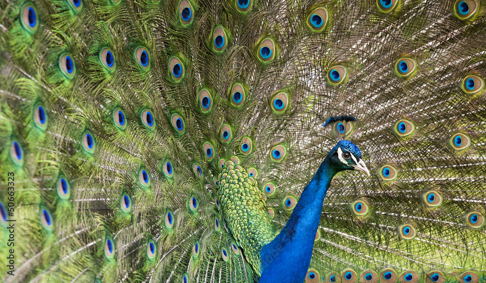 Fototapeta premium Peacock head and feathers