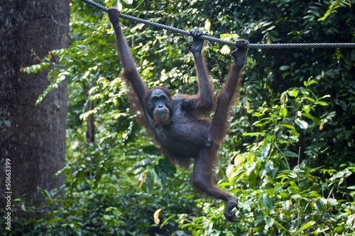 Orangutan hangs from Rope