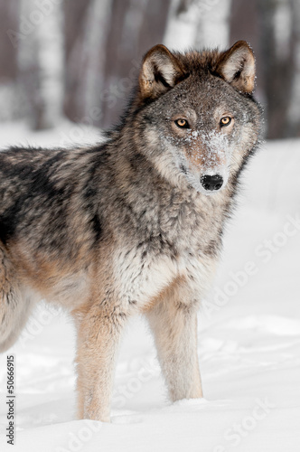 Grey Wolf  Canis lupus  Stands in Snow Looking at Viewer