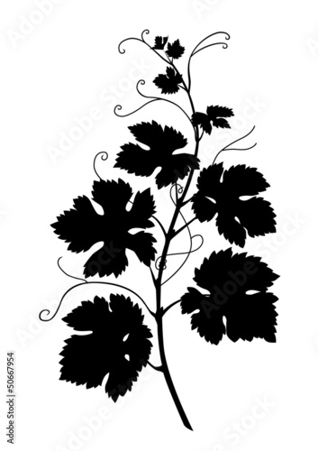 Weinrebe