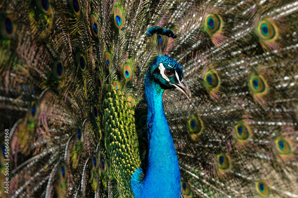 Obraz premium Pfau