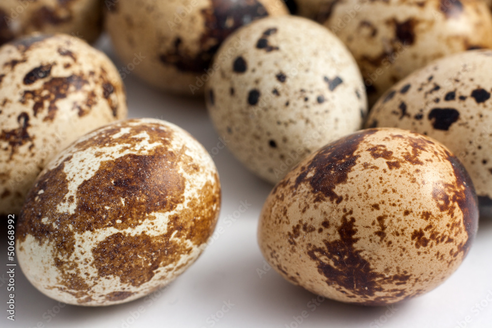 quail eggs quail eggs