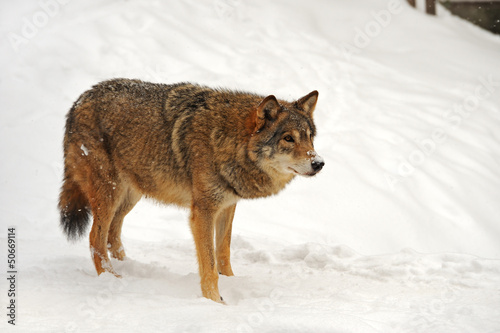 Wolf in winter © kyslynskyy