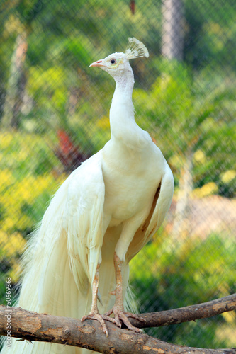 Beautiful white peacock bird