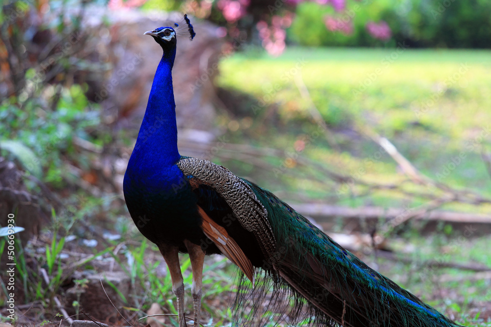 Obraz premium Beautiful Peafowl