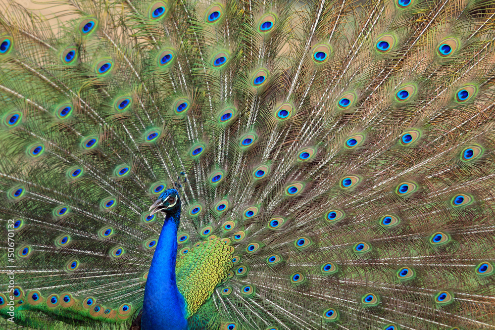 Fototapeta premium Beautiful Peafowl