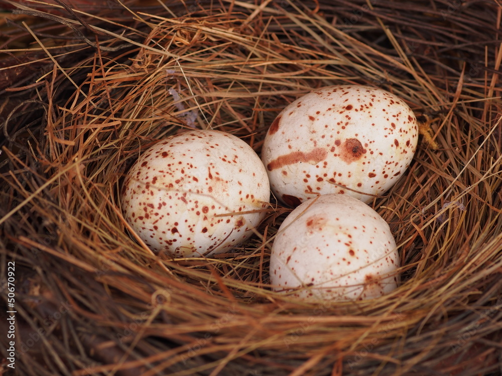 Gefärbte Eier im Osternest Gefärbte Eier im Osternest