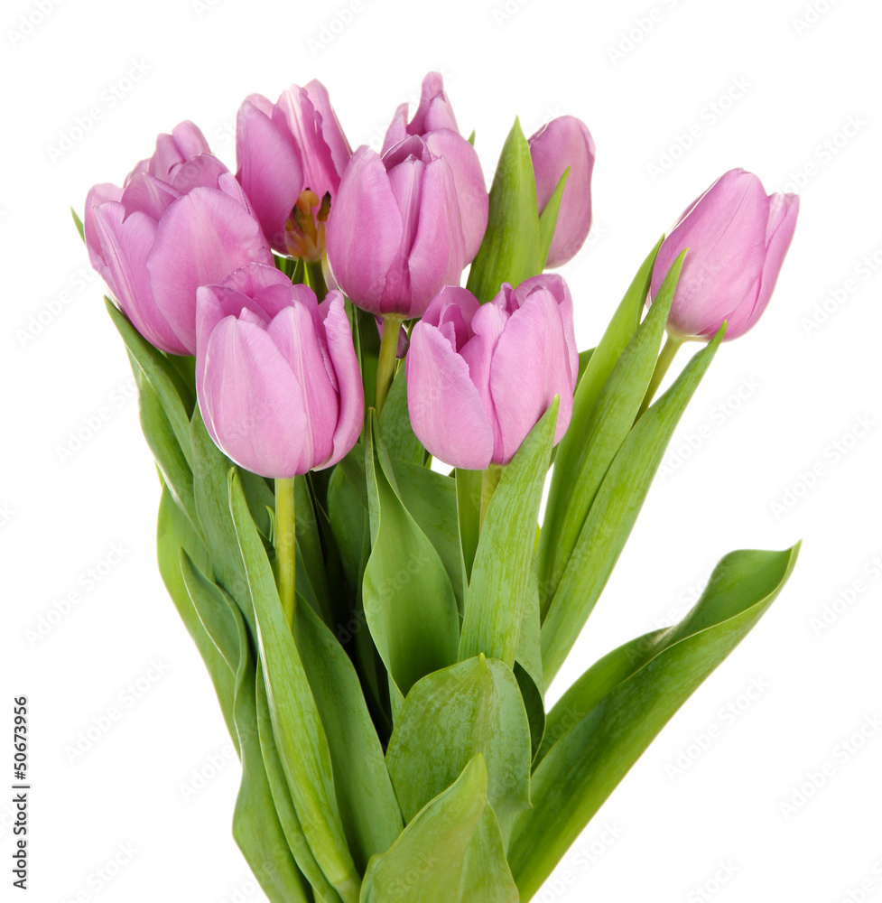 Beautiful bouquet of purple tulips, isolated on white Beautiful bouquet of purple tulips, isolated on white