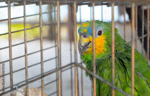 Parrot in cage
