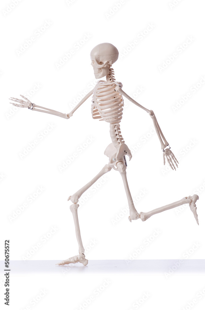 Skeleton isolated on the white background Skeleton isolated on the white background