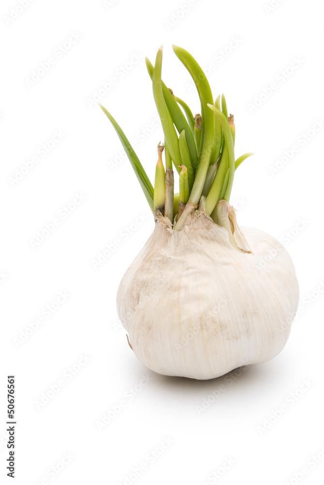 garlic isolated on white background with clipping path