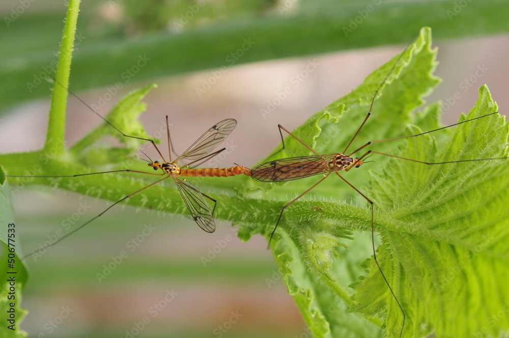 Fototapeta premium Two mating spot big mosquito