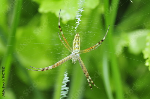 Spider web spider © pdm