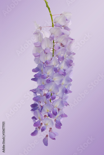 Wisteria flowers