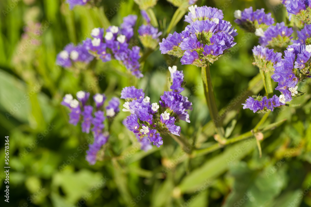 Sea lavender Sea lavender