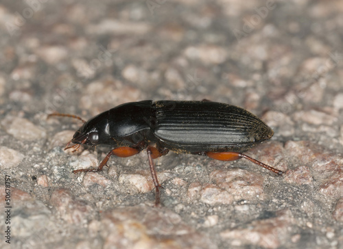 Ground beetle, carabidae on rock, macro photo