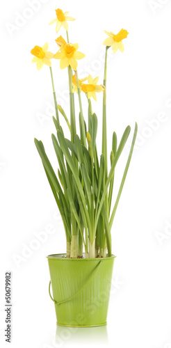 Beautiful yellow daffodils in flowerpot isolated on white