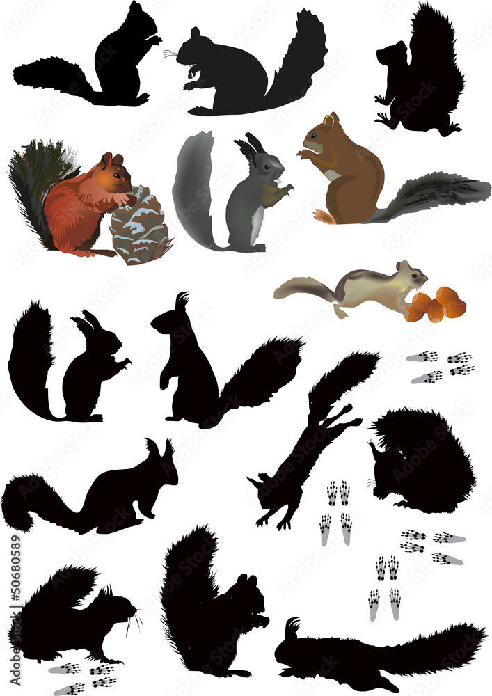 Fototapeta premium fifteen isolated squirrels