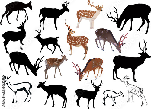seventeen deers collection