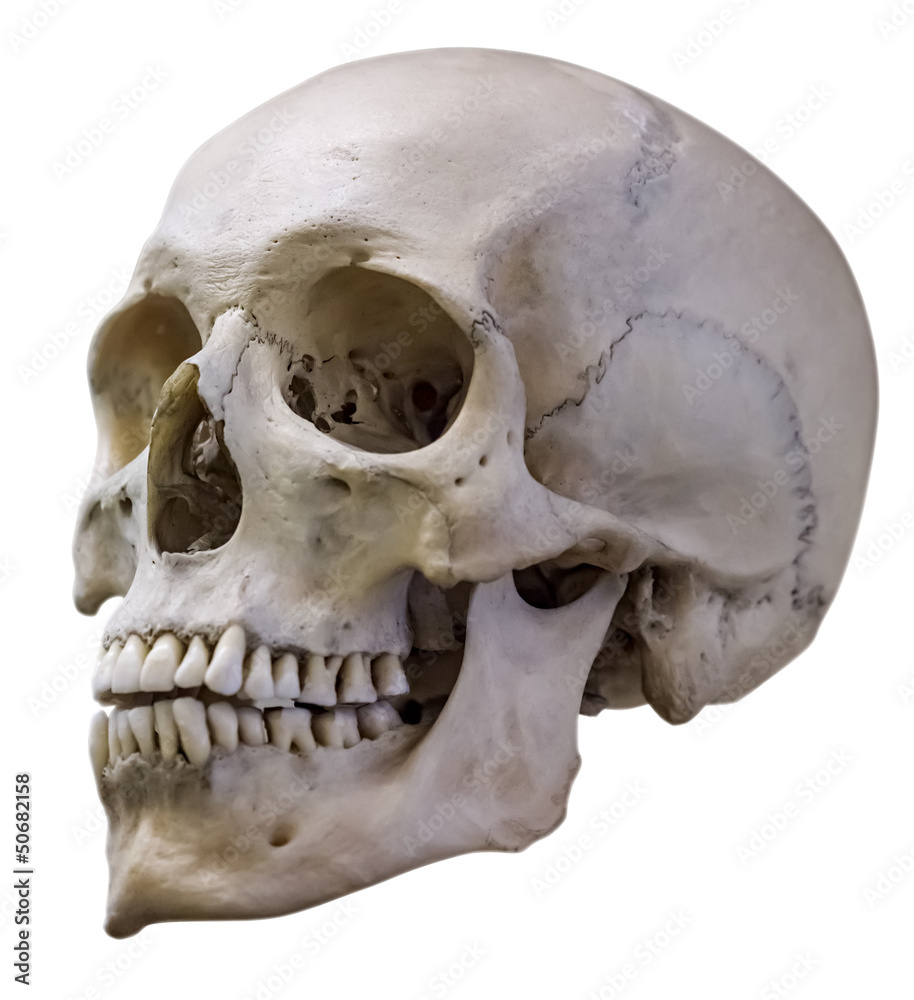 Fototapeta premium isolated single human skull